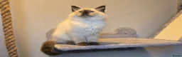 Ragdoll cats for sale: Gorgeous Pedigree ragdoll  - Advert 11