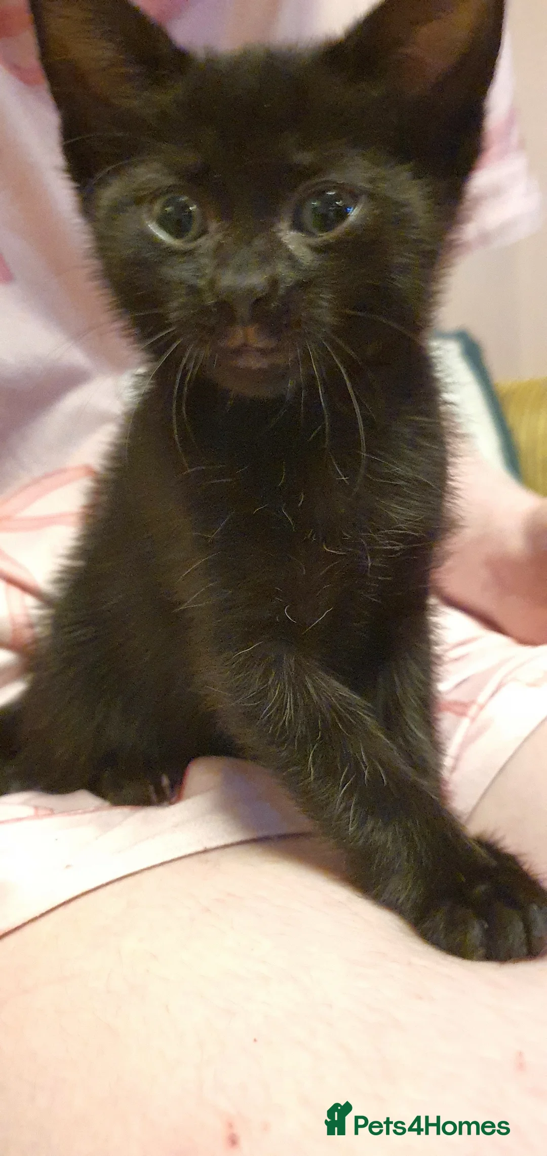 British Shorthair cats for sale: Black British Shorthair kittens - Advert 2