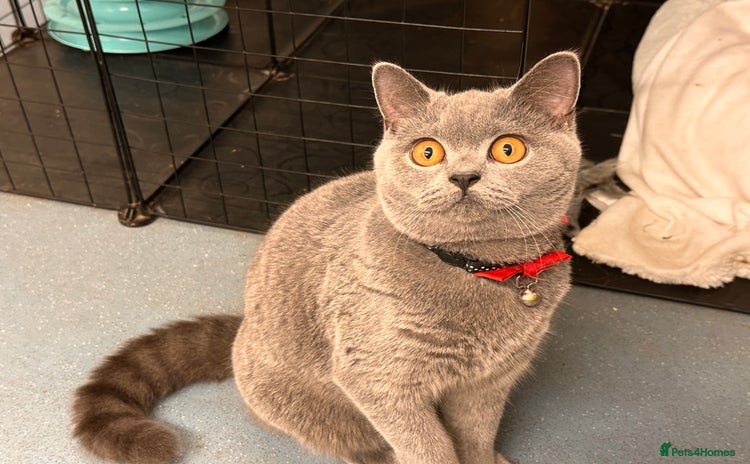 British Shorthair cats in Swanley - Advert 6