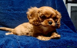 Cavalier King Charles Spaniel dogs for sale: Cavalier King Charles Boy - Ready this weekend  - Image 5