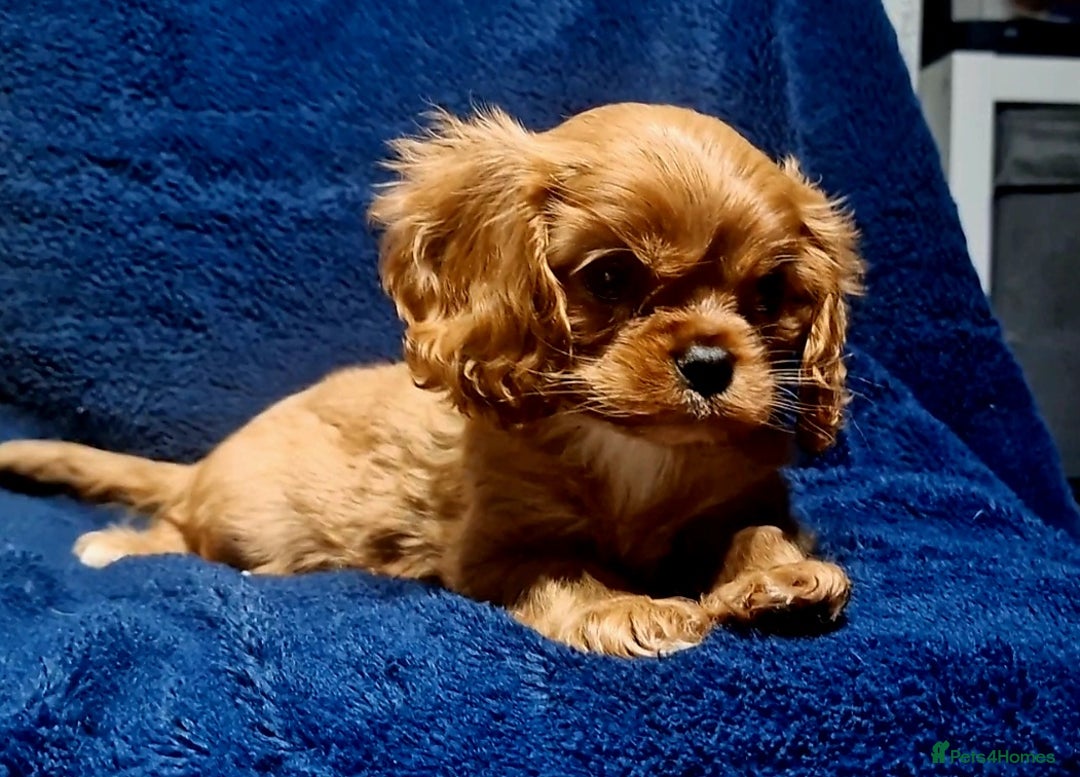 Cavalier King Charles Spaniel dogs for sale: Cavalier King Charles Boy - Ready this weekend  - Image 5