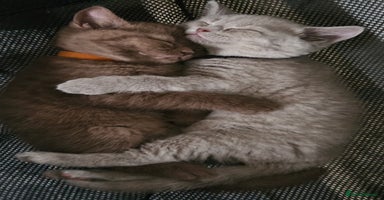 British Shorthair cats - Advert 3