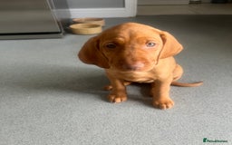 Hungarian Vizsla dogs for sale: Hungarian Vizsla puppies   - Image 7