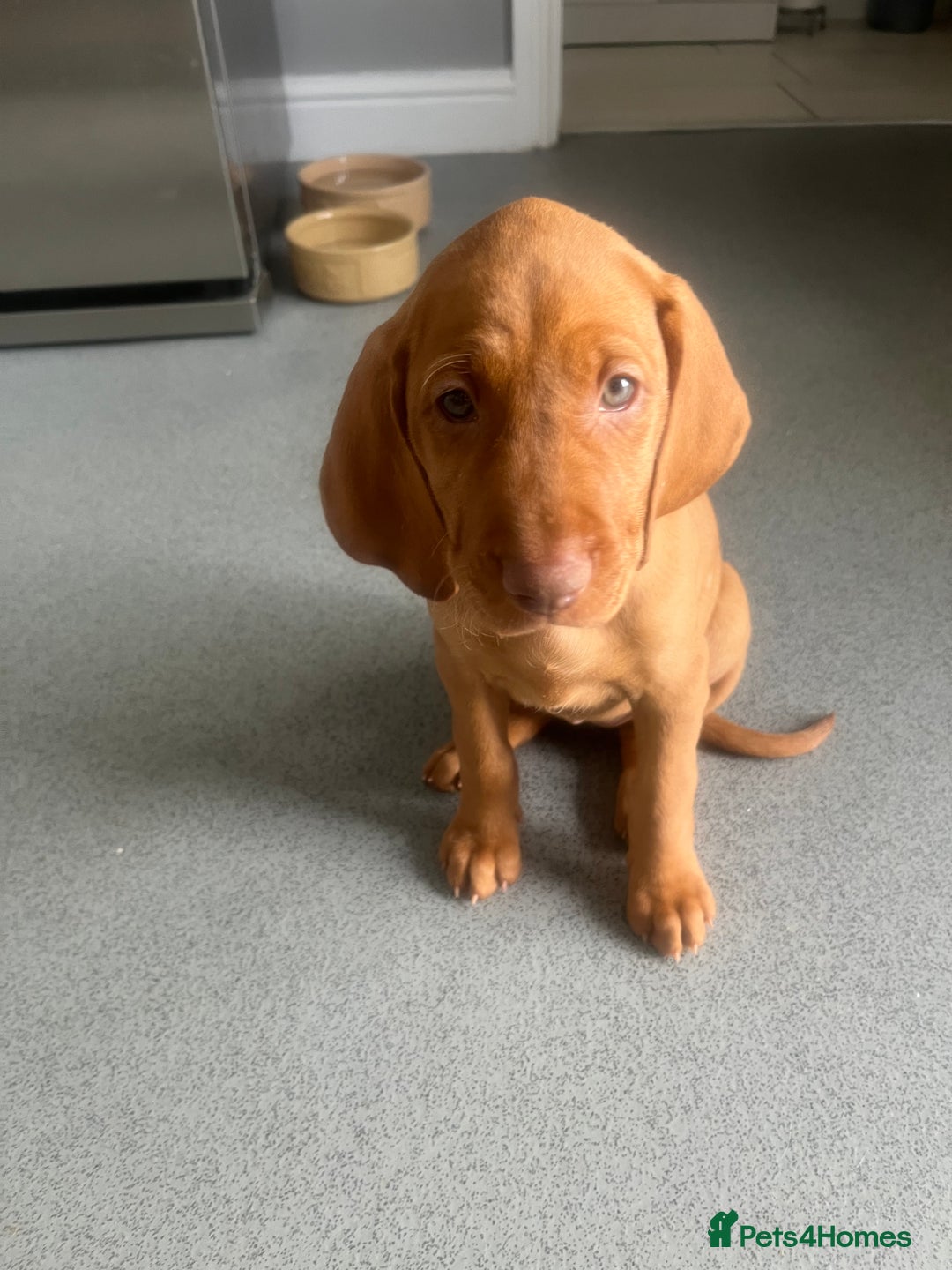 Hungarian Vizsla dogs for sale: Hungarian Vizsla puppies   - Image 7
