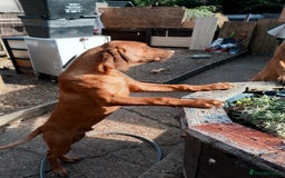Rhodesian Ridgeback dogs for sale: Ridgeless Rhodesian Ridgeback Puppies For Sale - Image 8