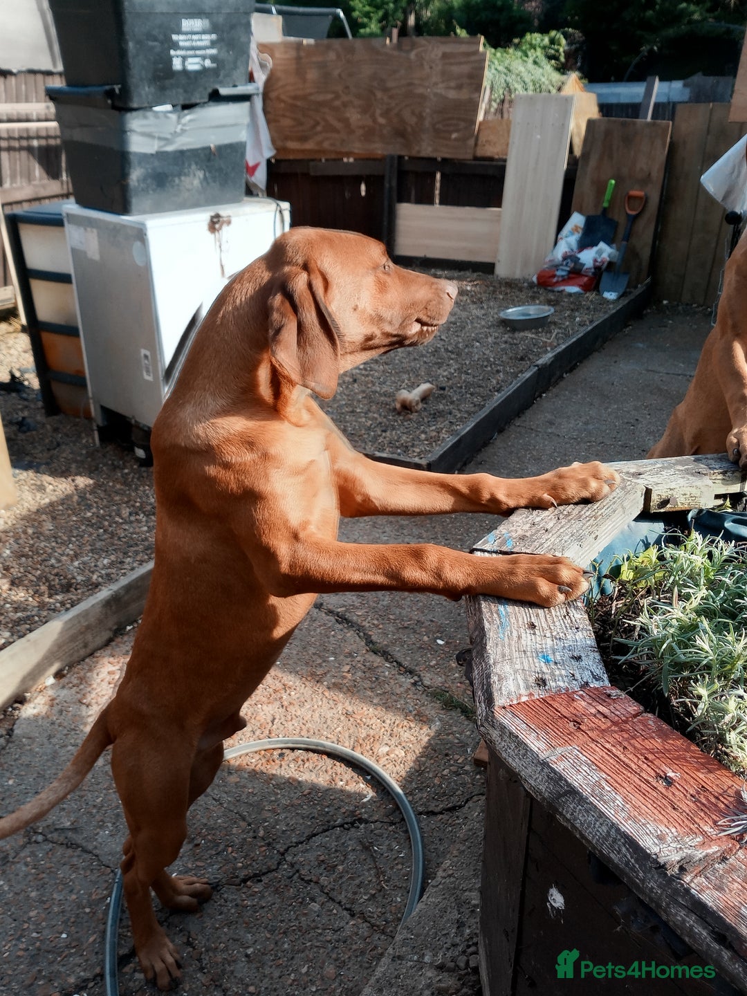 Rhodesian Ridgeback dogs for sale: Ridgeless Rhodesian Ridgeback Puppies For Sale - Image 8