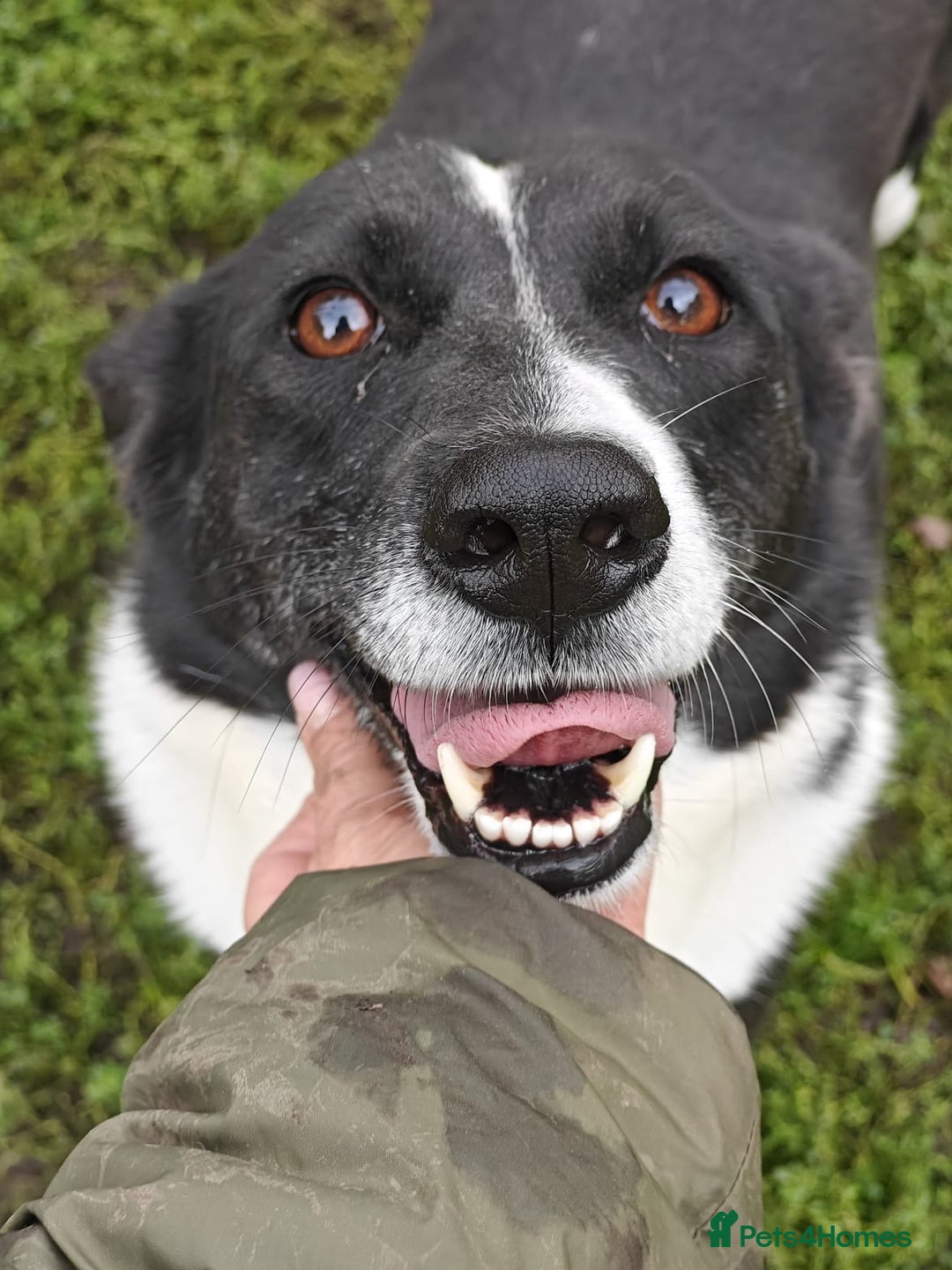 Mixed Breed dogs for adoption: 💖🐶 ZORIA 🐶💖 - Advert 15