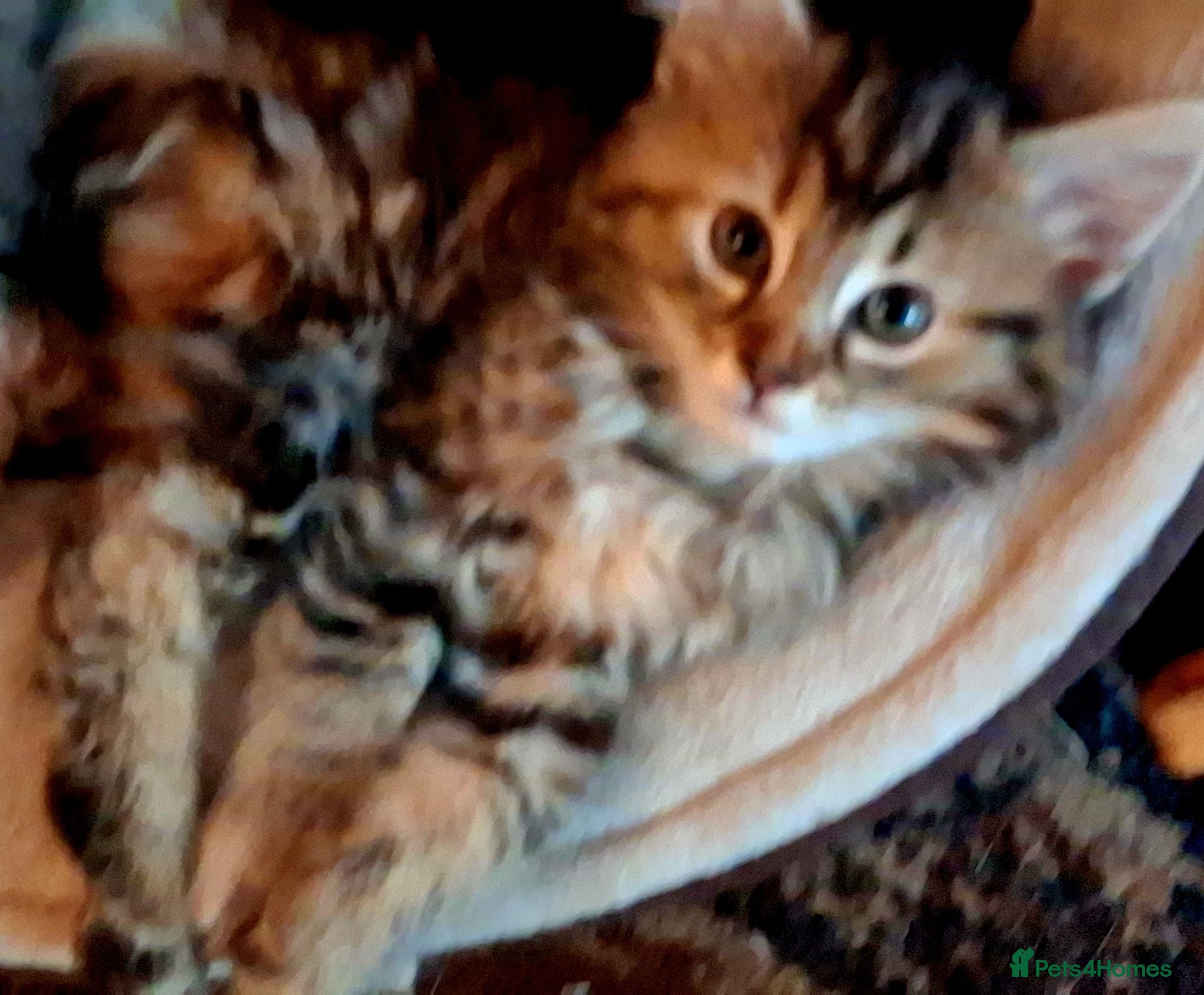Mixed Breed cats Beautiful Kittens 😻 - Advert 1