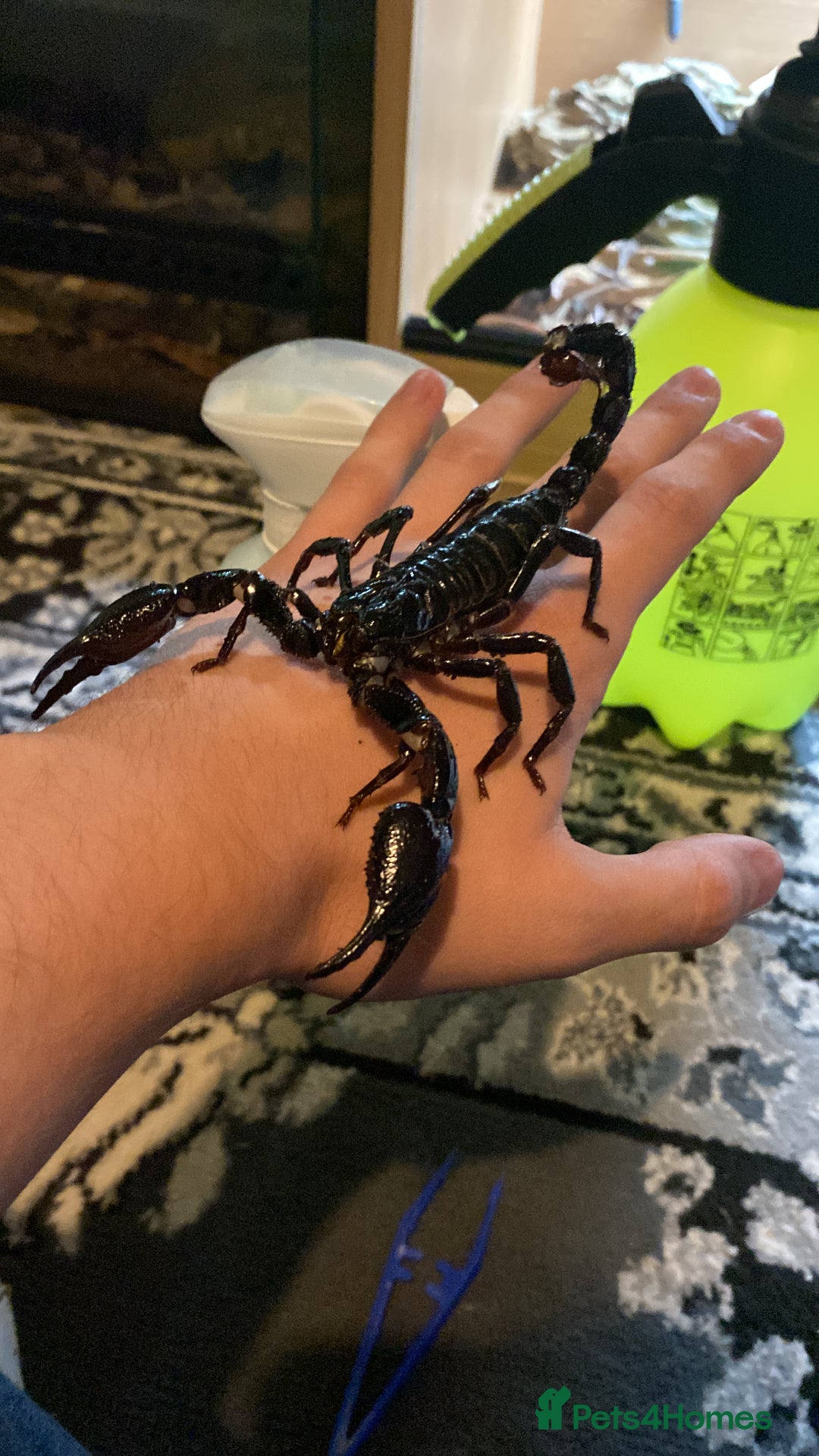 Mixed Breed invertebrates for sale: Tarantulas, Scorpions, Mantises, Isopods  - Advert 4