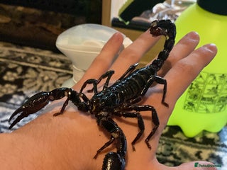 Mixed Breed invertebrates - Advert 2