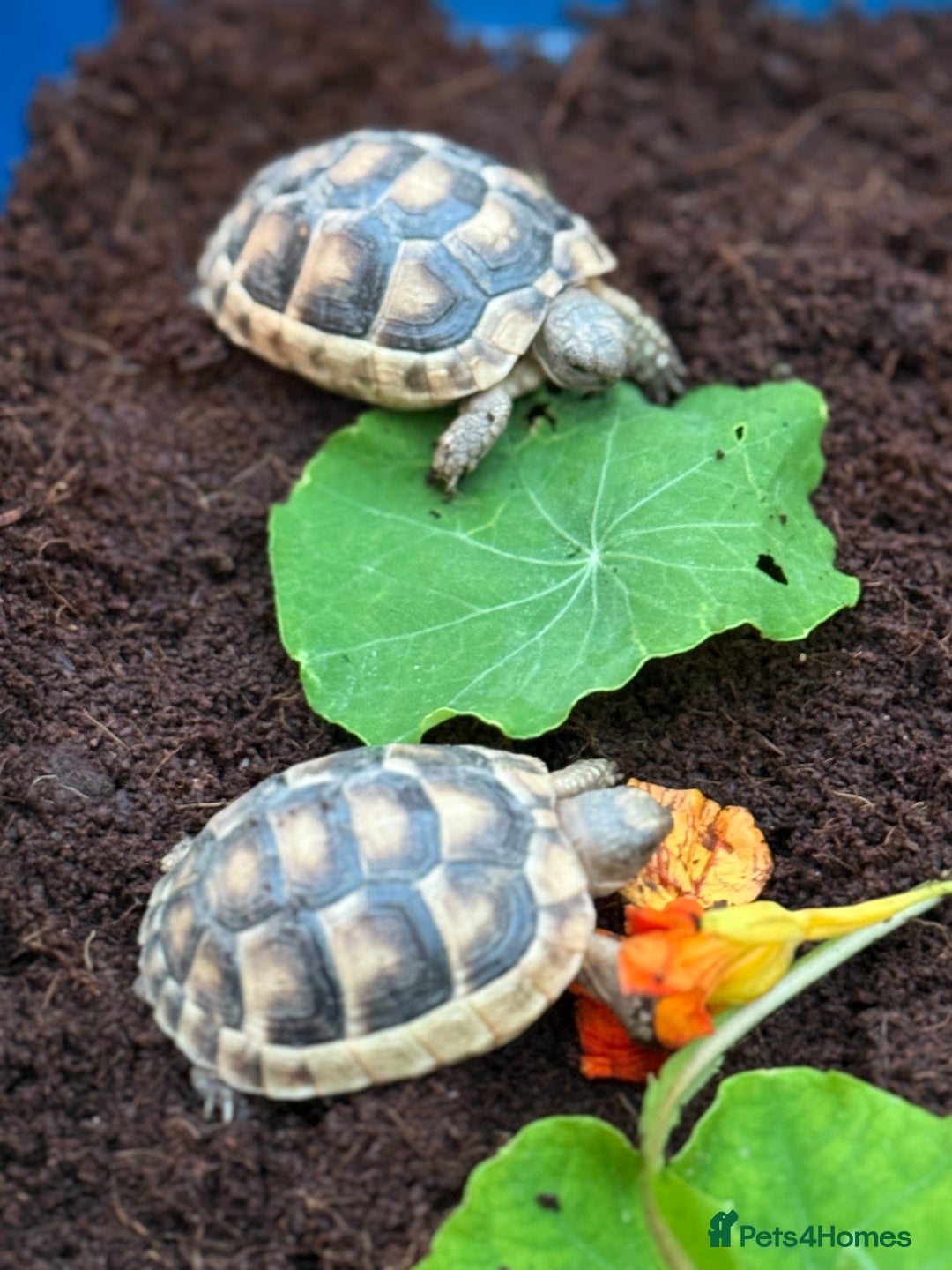 Tortoise reptiles for sale: Baby marginated tortoises for sale. Setups also av - Advert 3
