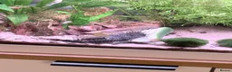 Plecos fish for sale: Common and albino bristlenose plecos - Advert 14