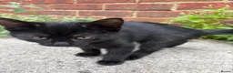 Mixed Breed cats for sale: Beautiful kittens  - Advert 9