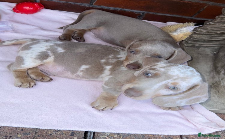 Miniature Dachshund dogs - Advert 11