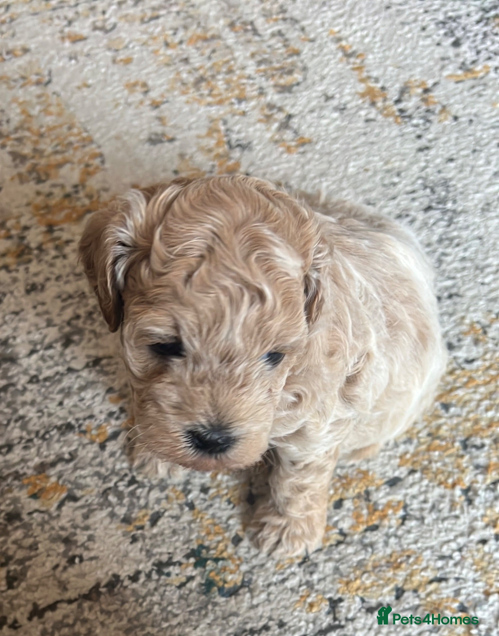 Mixed Breed dogs Male Shihchon puppy - Advert 1
