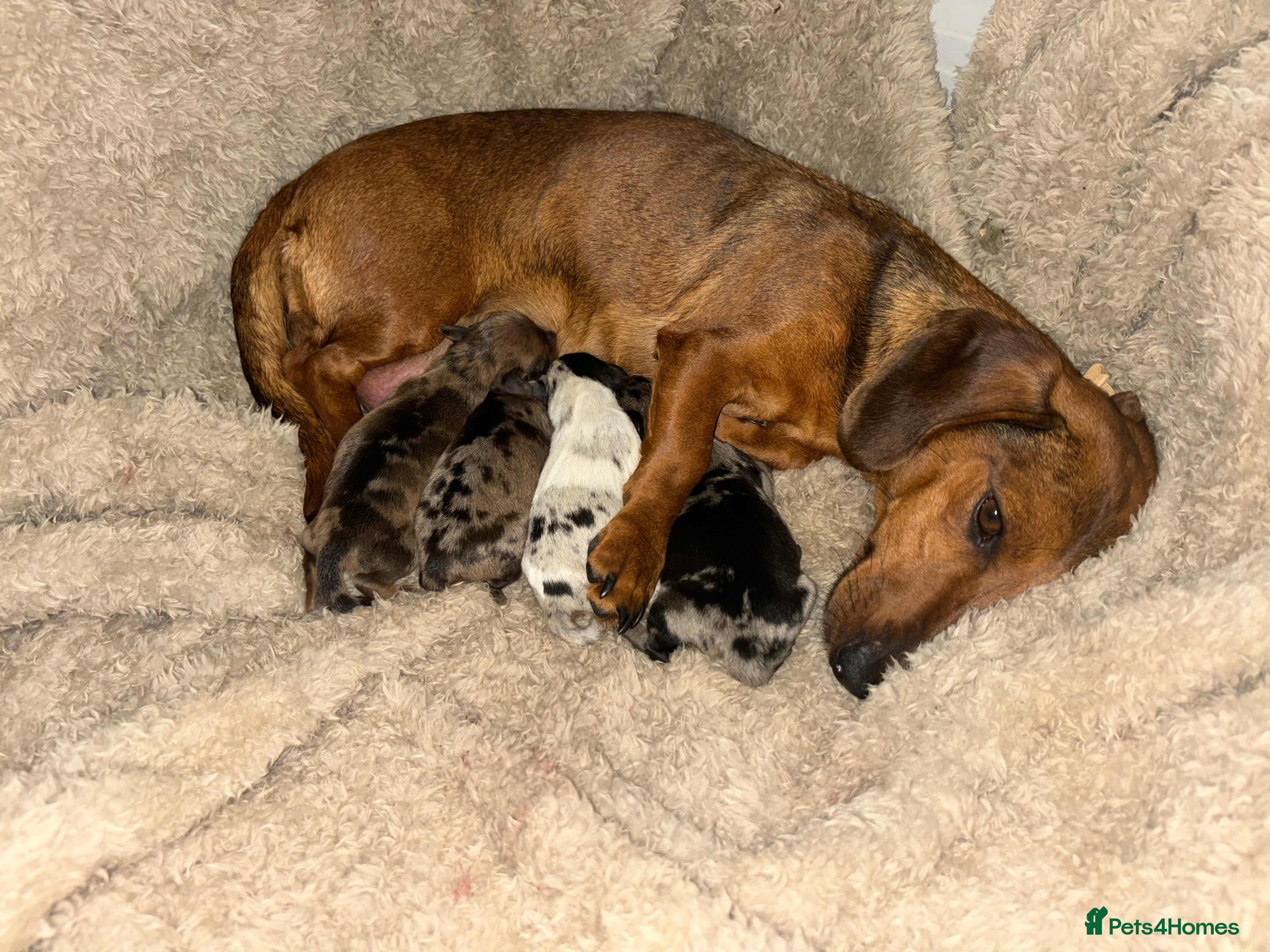 Dachshund dogs Stunning miniture dashhounds  - Advert 2