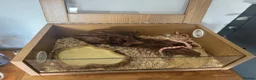 Corn Snake reptiles for sale: Young corn snake - Advert 5
