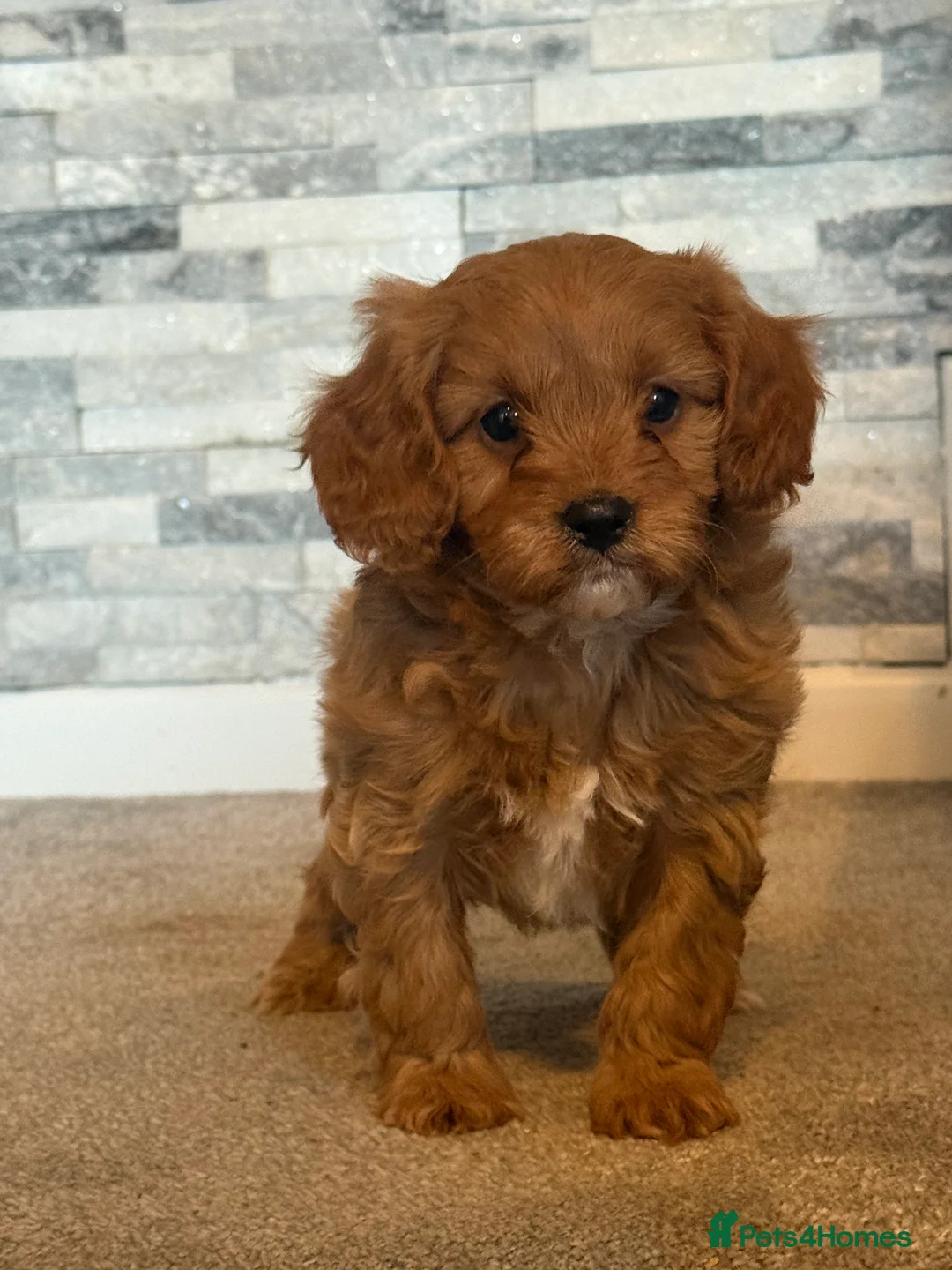 Cavapoo dogs for sale: Fox red cavapoos - Advert 2