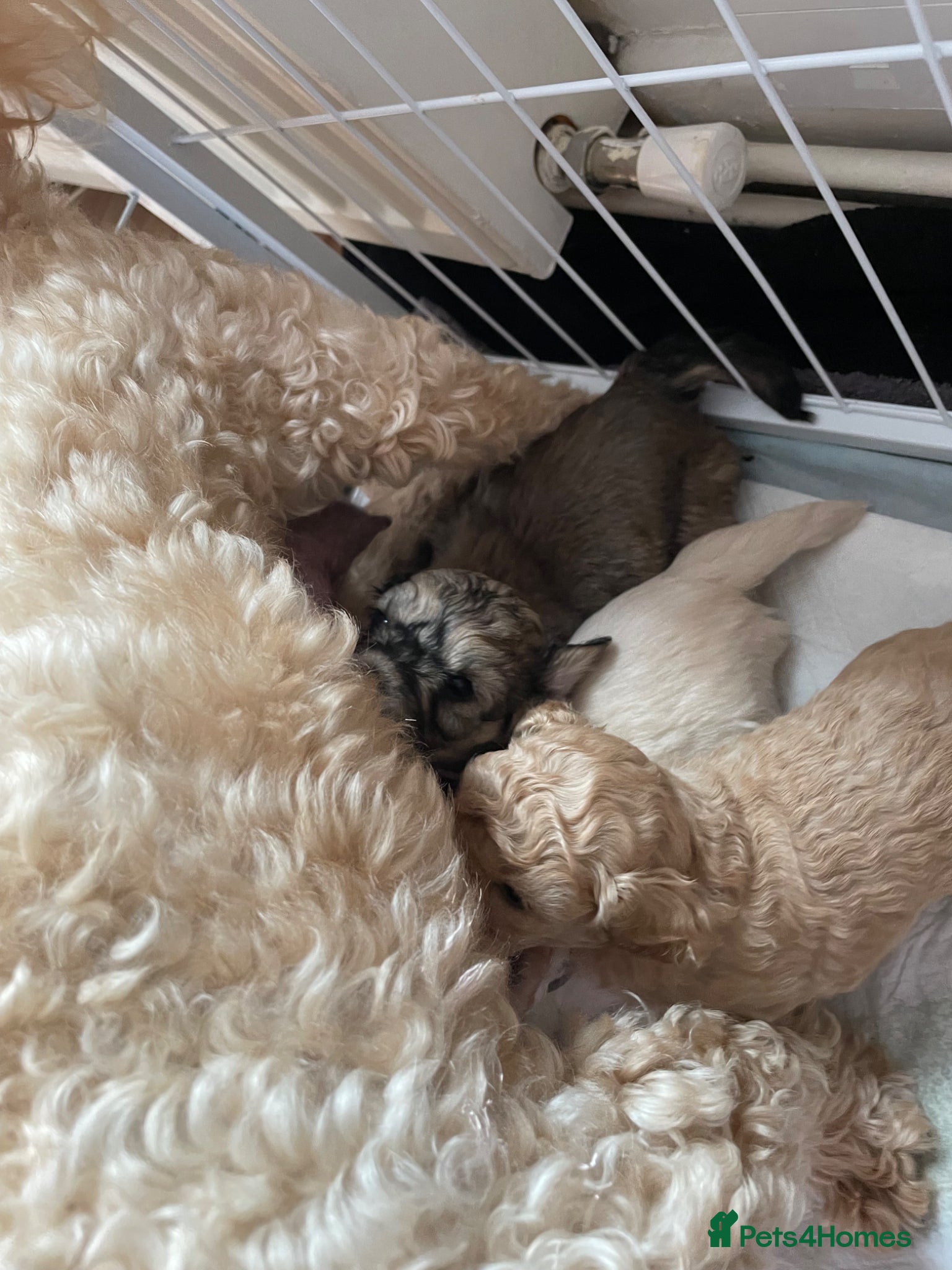 Cavapoochon dogs Gorgeous toy cavapoochons for sale - Advert 2