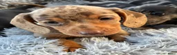 Miniature Dachshund dogs for sale: Miniature dachshund puppies - Advert 11