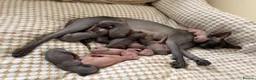 Sphynx cats for sale: New Sphynx Litter Available Now! - Advert 23
