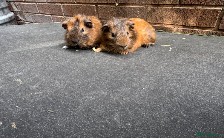 Guinea Pig rodents - Advert 4
