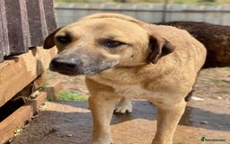 Mixed Breed dogs for adoption: Gentle Louie is ready for his forever family! - Image 5