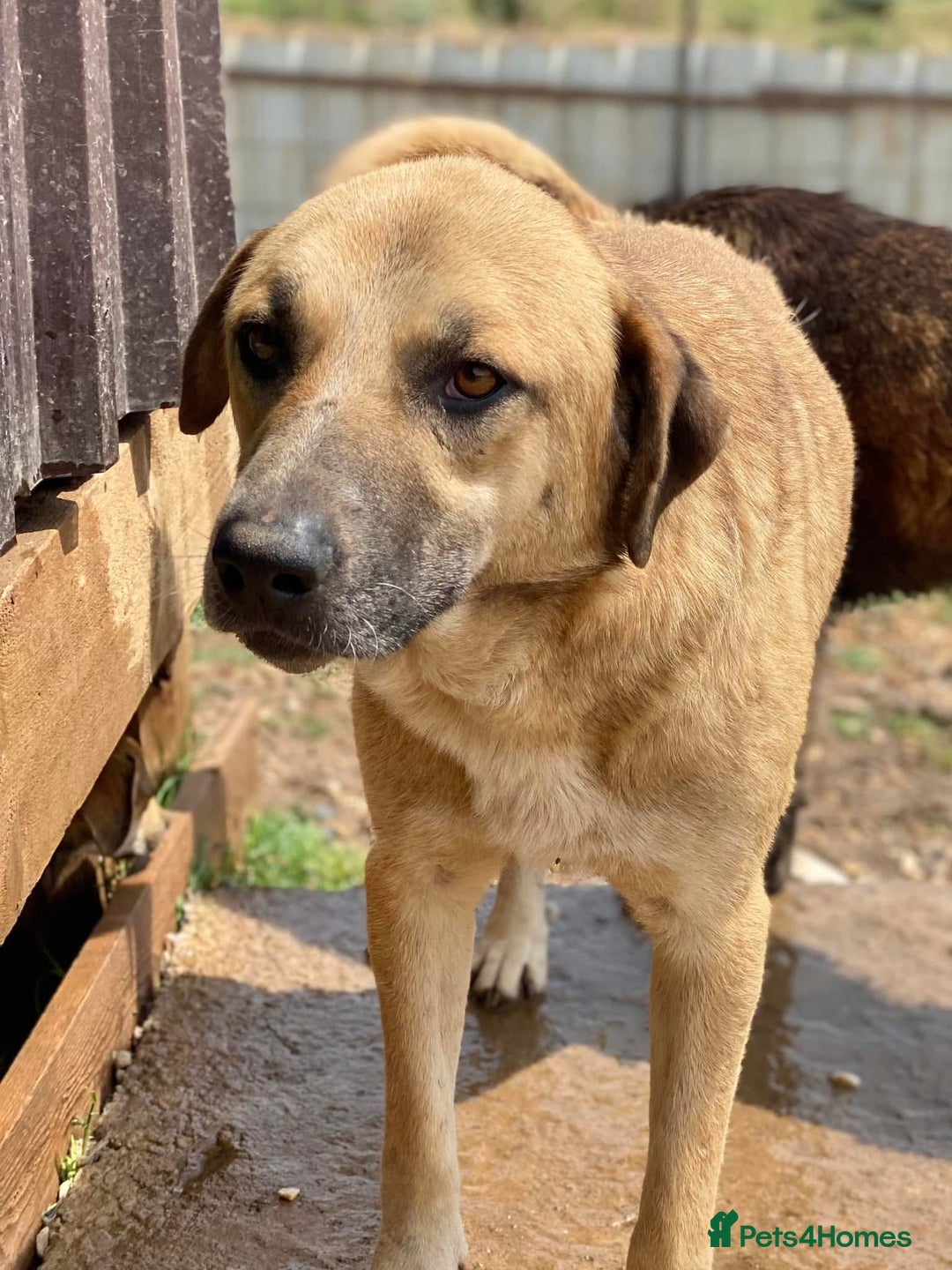 Mixed Breed dogs for adoption: Gentle Louie is ready for his forever family! - Image 5