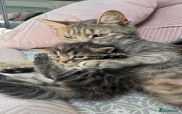 Mixed Breed cats for sale: Kittens - Image 9