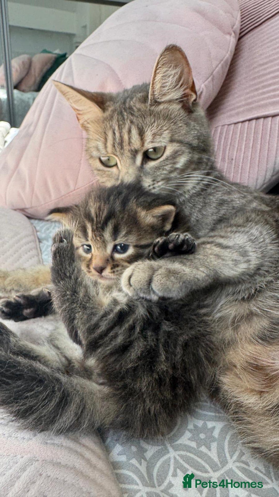 Mixed Breed cats for sale: Kittens - Image 9