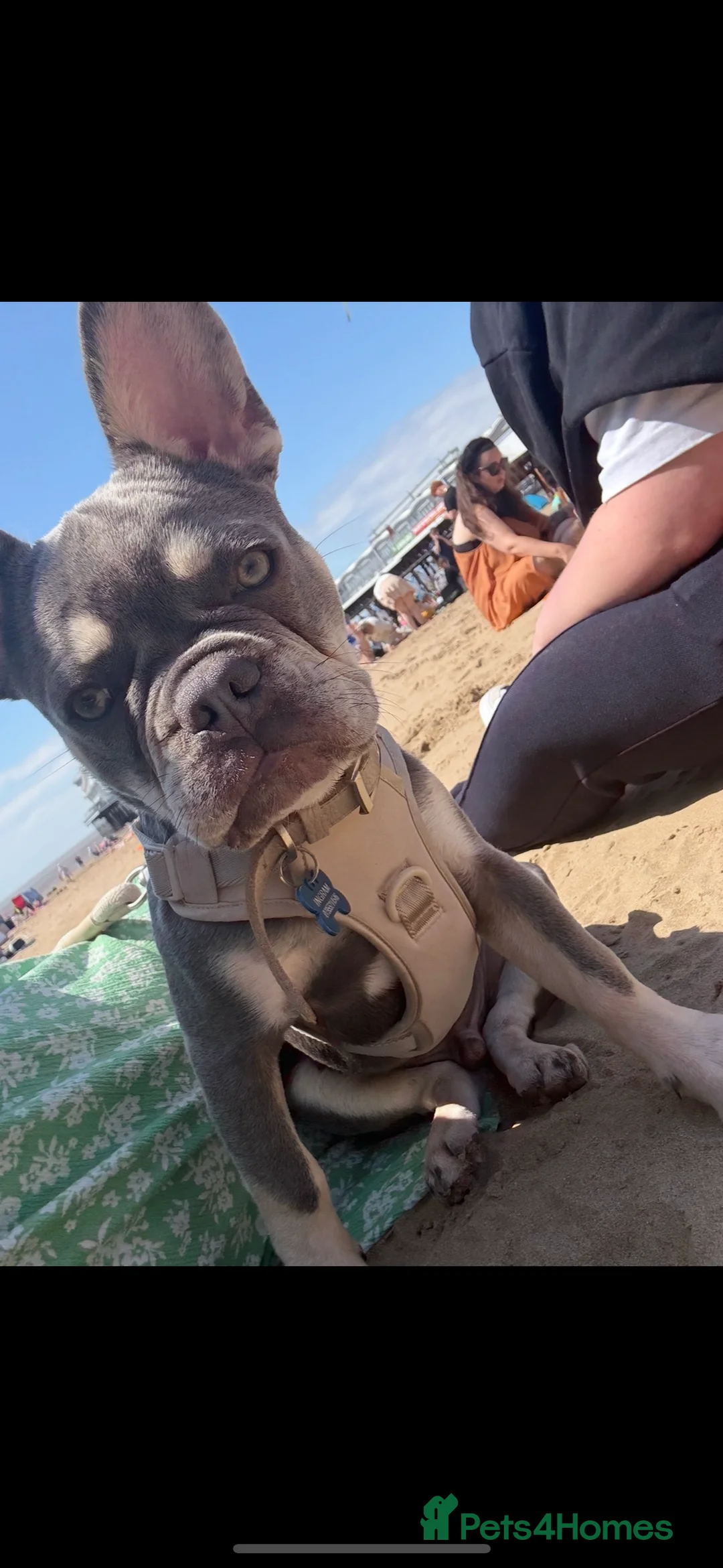 French Bulldog dogs for stud: Blue and lilac pure breed French bulldog FOR STUD - Advert 2