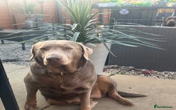 Labrador Retriever dogs for sale: Puppies - Image 8