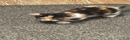 Mixed Breed cats for sale: 7 beautiful kittens  - Advert 12