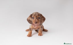 Miniature Dachshund dogs for sale: Beautiful miniature dachshunds - Image 2