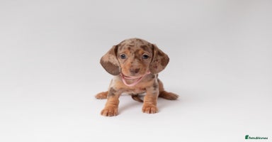 Miniature Dachshund dogs - Advert 4