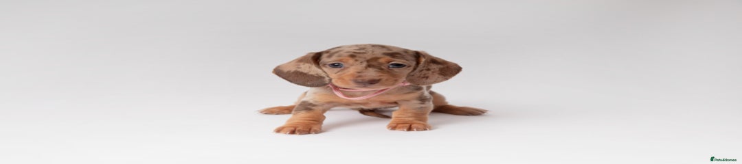 Miniature Dachshund Puppy 3