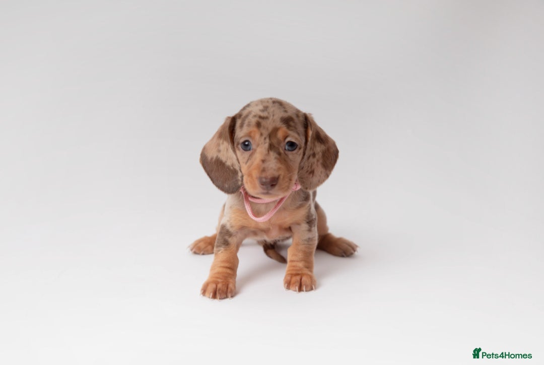 Miniature Dachshund dogs for sale: Beautiful miniature dachshunds - Image 2