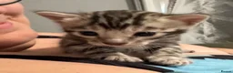 Bengal cats for sale: TICA registered health tested show quality bengals - Advert 11