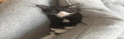Mixed Breed cats for sale: Mixed Breed Kittens  in Wadebridge - Advert 3