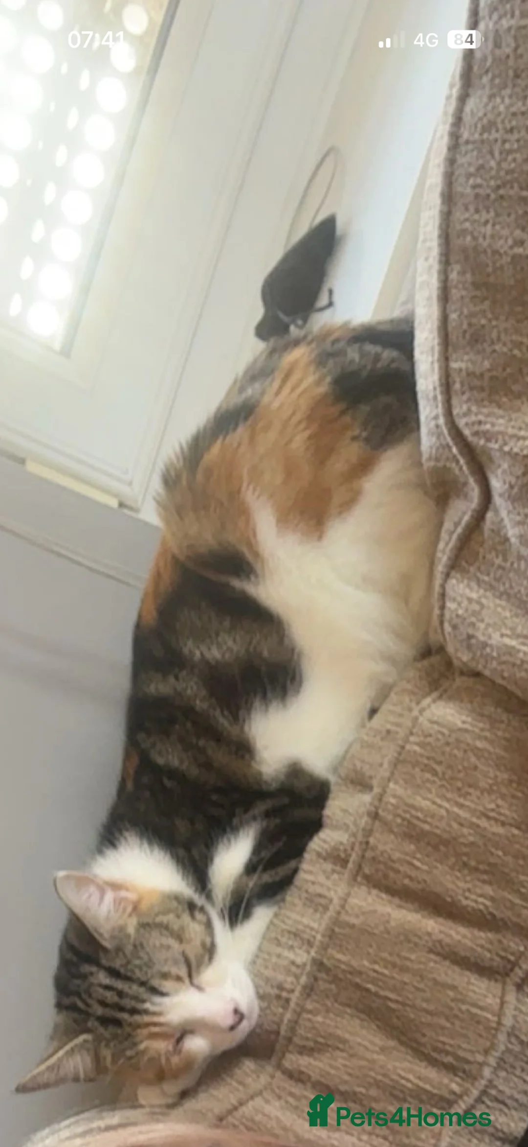 Mixed Breed cats for sale: Two babies  - Advert 2