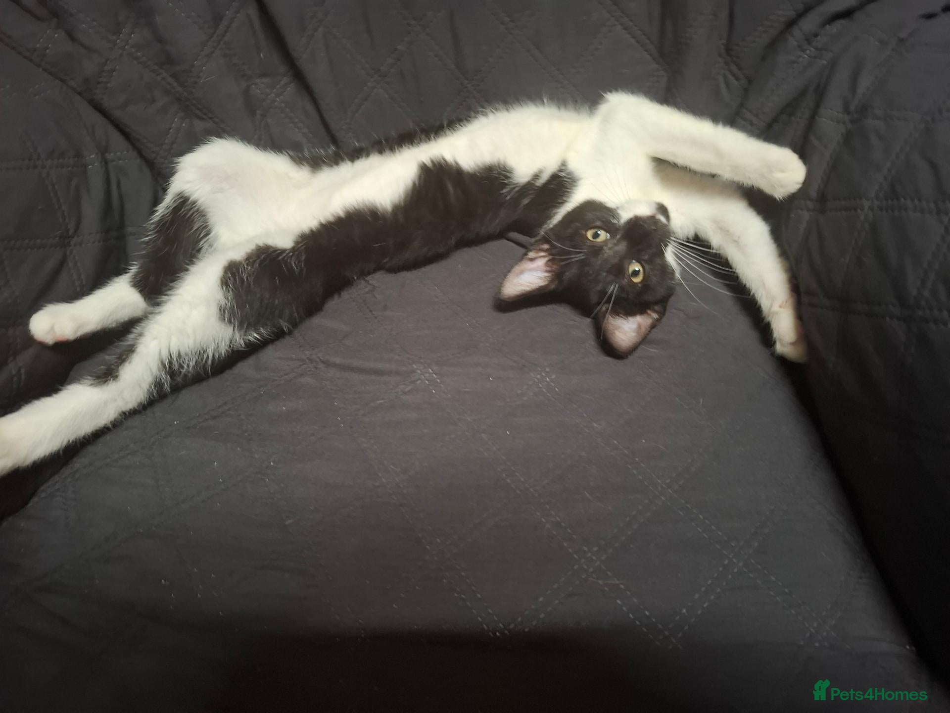 Mixed Breed cats 1 Gorgeous Female Kitten - Advert 11