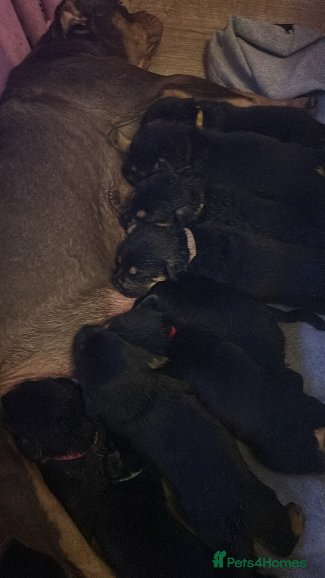 Mixed Breed dogs for sale: german shepard x old tyme bulldog  - Image 10