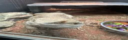 Bearded Dragon reptiles for sale: Male Bearded Dragon looking for a loving home in Braintree - Advert 2