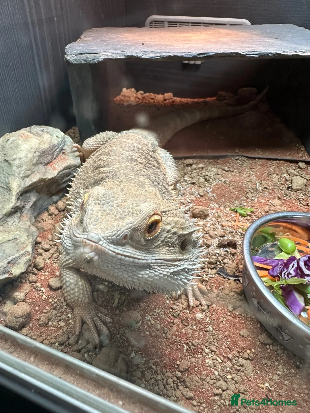 Bearded Dragon reptiles for sale: Male Bearded Dragon looking for a loving home in Braintree - Advert 2