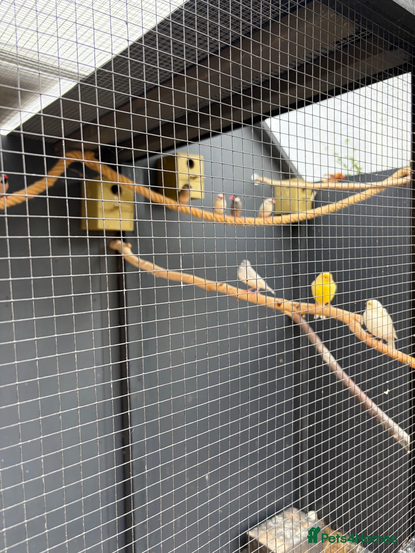 Finches birds Java finches - Advert 1