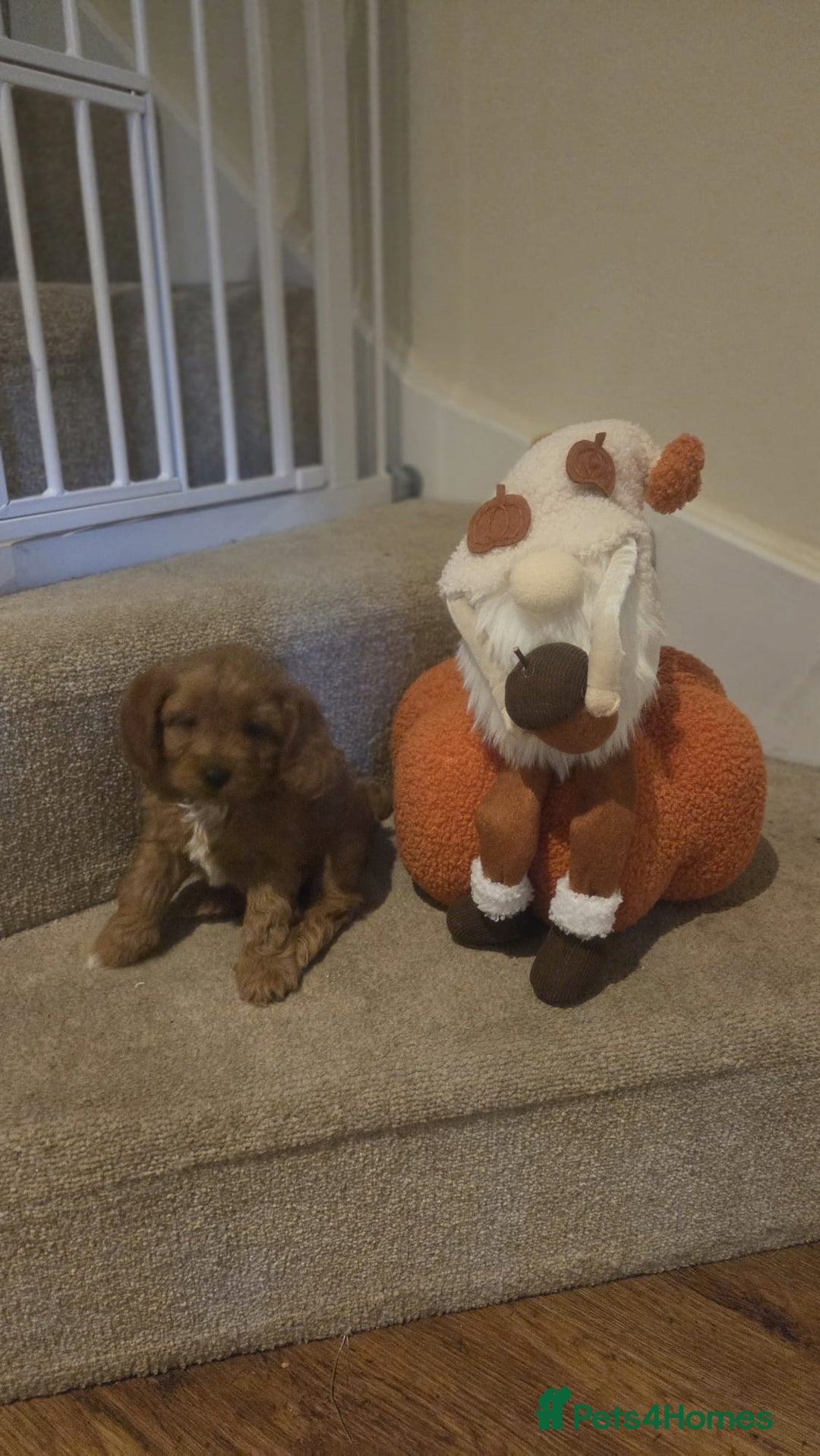 Cavapoo dogs for sale: 🌟 Rare Tiny Toy Cavapoo's F1B 🌟ready next week  - Image 4