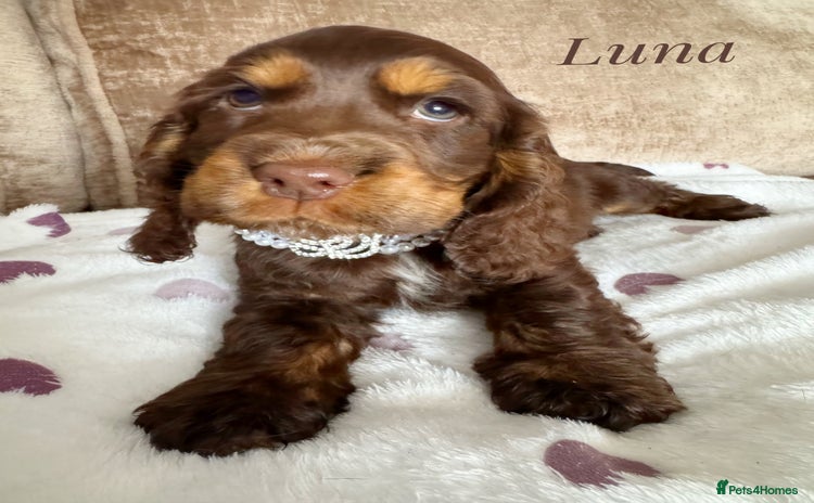 Cocker Spaniel dogs - Advert 9