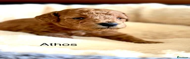 Athos