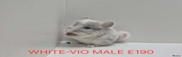 Chinchilla rodents for sale: STUNNING BABIES CHINCHILLA MIX COLOURS AND GENDER  - Advert 4