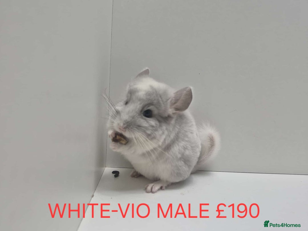 Chinchilla rodents for sale: STUNNING BABIES CHINCHILLA MIX COLOURS AND GENDER  - Advert 4